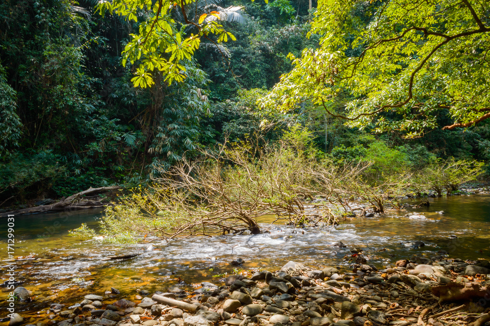 Scenery in Khao Sok National Park in Thailand. Khao Sok National Park the rain jungle forest in Surat Thani province Scenery in Khao Sok National Park in Thailand. Khao Sok National Park the rain jungle forest in Surat Thani province