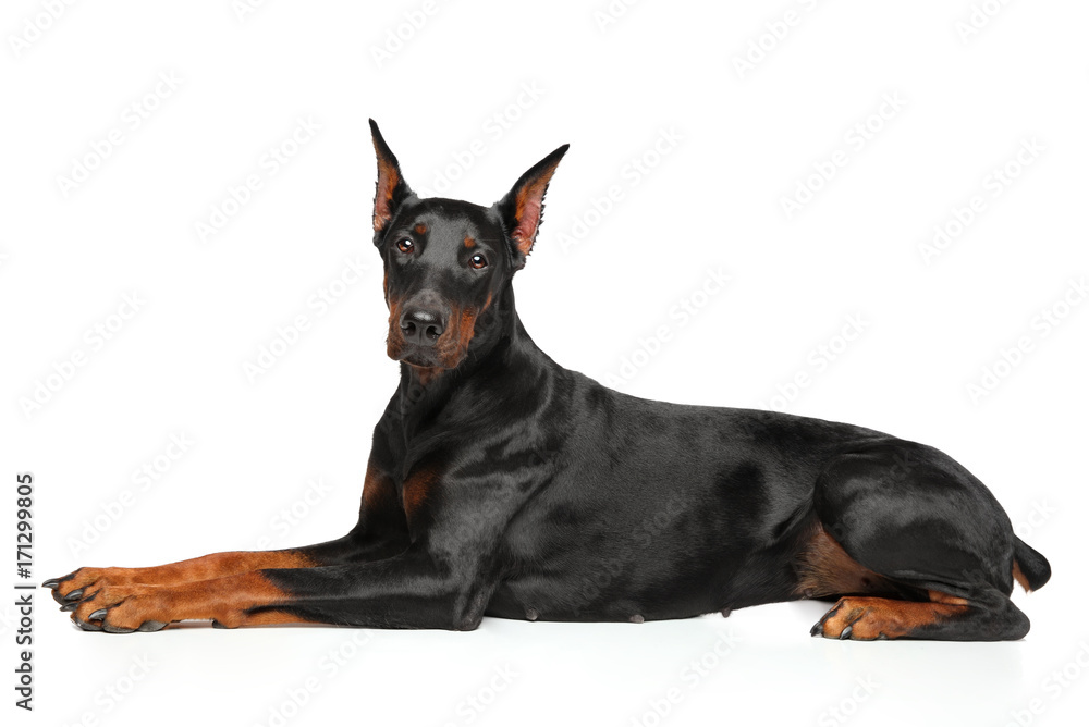 Doberman graceful lying