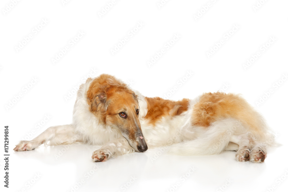 Russian wolfhound dog lying on white