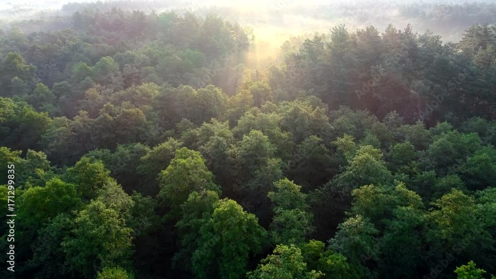 Flying over beautiful sunny forest trees with mist. Aerial sunset view