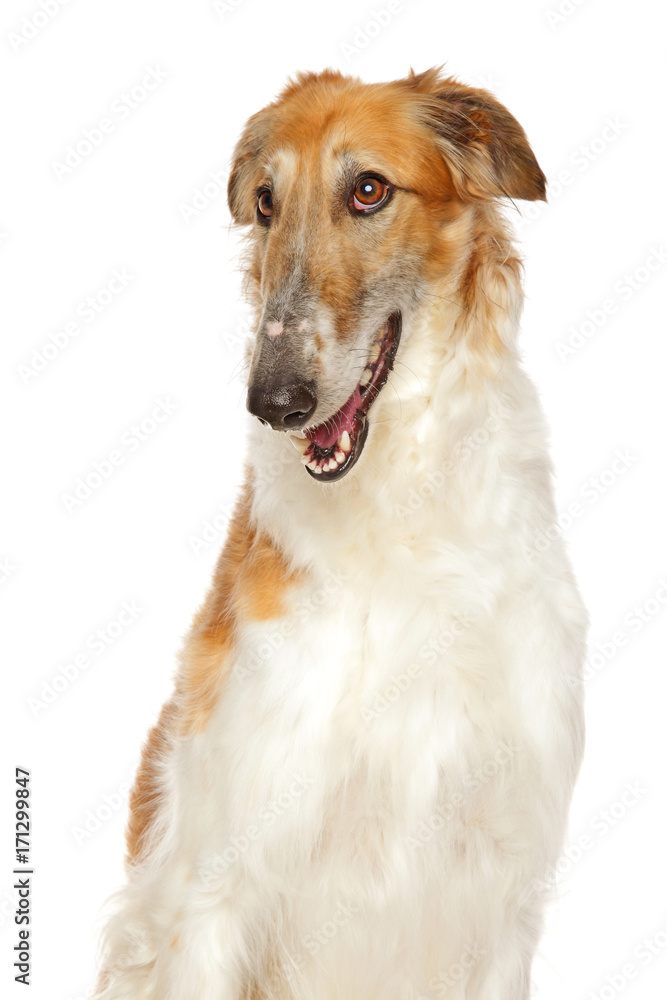 Russian Borzoi dog