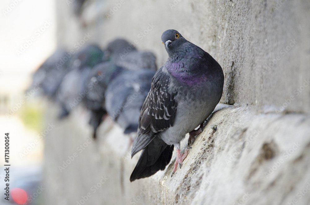 Obraz premium Pigeons