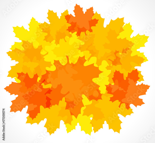 Autumn red and yellow maple leaf background. Design orange maple leaves on white vector background for card, banner and autumn sale poster template