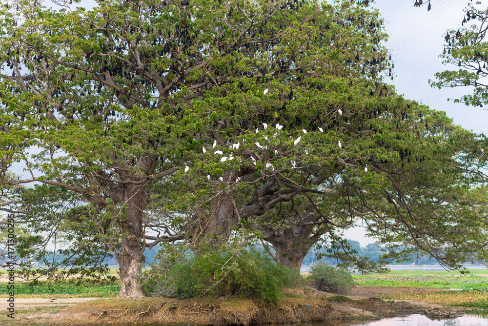 Fototapeta premium Huge rain trees with large flying foxes who hanging in the trees in the small town Tissamaharama, Sri Lanka. The old trees were planted by the British. The lake is from the 3rd century before christ