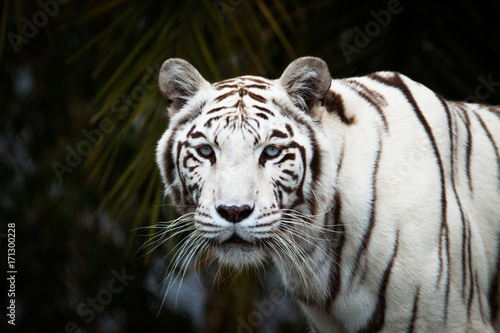 Canvas Print White Bengal Tiger (Panthera Tigris) facing the camera.