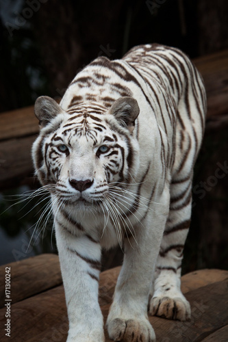 White Bengal (Panthera Tigris) look at camera.