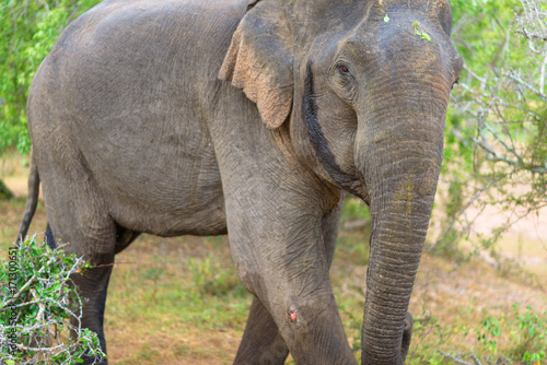 Sri Lankan Elephant in the national park Yala, is the most visited, second largest and oldest protected area in Sri Lanka. Situated in the south east, the national park has a large varied biodiversity © ksl