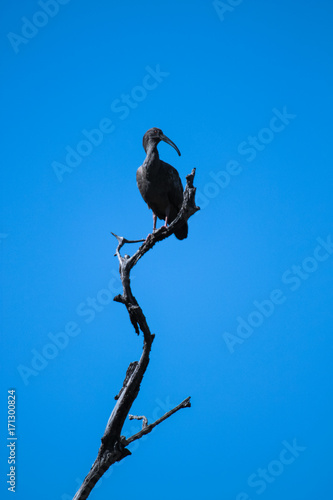 Pantanal, Brazil: Cayenne ibis (Mesembrinibis cayennensis) on blue sky. photo