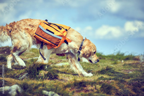 A dog lifeguard with a backpack in a hike in the summer. photo