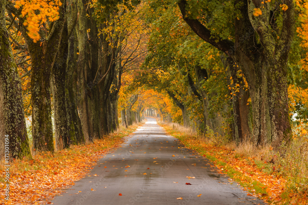 Autumn road in north Poland 