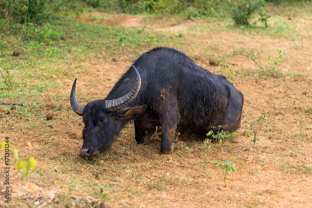 Fototapeta premium Wild Water Buffalo in the national park Yala, is the most visited, second largest and oldest protected area in Sri Lanka. Situated in the south east, the national park has a large varied biodiversity