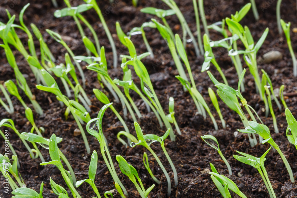 Closeup view of growth green grass Closeup view of growth green grass