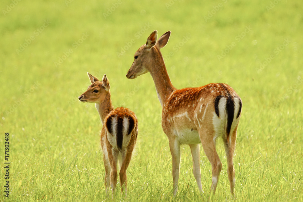 Pair of royal deers, a mother and her kiddling Pair of royal deers, a mother and her kiddling
