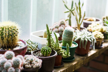 Gordijnen Cactus Cactussen in potten bij raam  © creativefamily