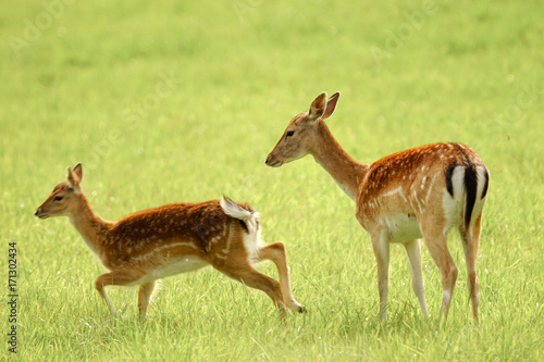 Pair of royal deers, a female and her kid