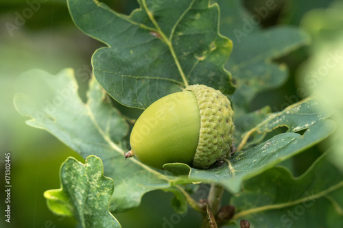 Green acorn or beechnut growing in oak tree photo