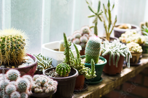 Potted cactus plants next to  big window photo