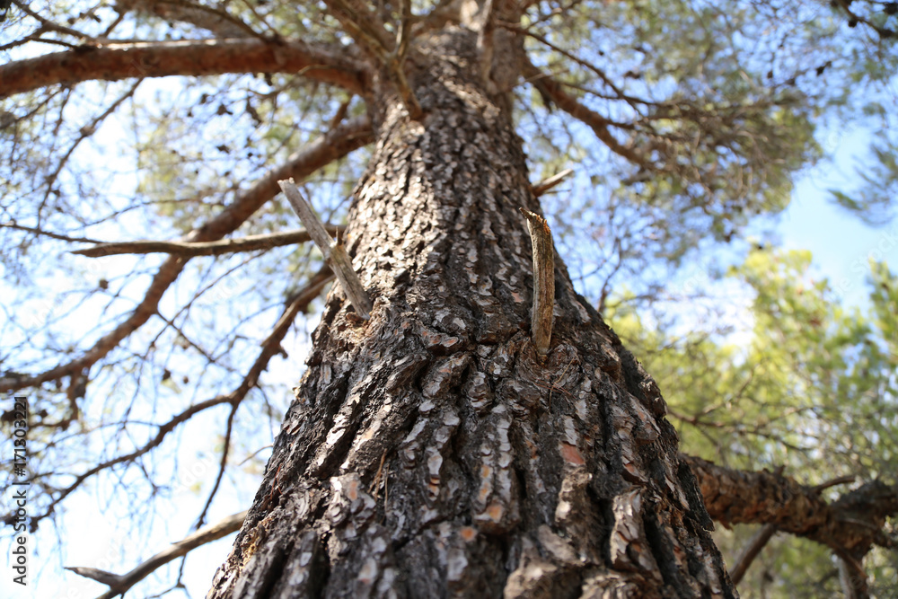 The trunk of a coniferous tree