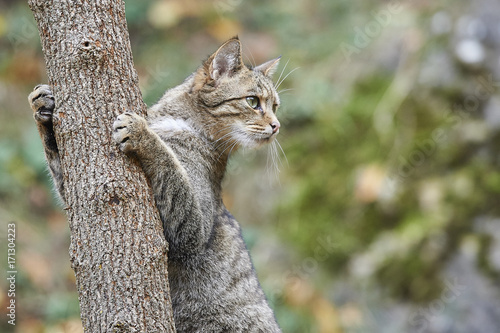 Wildkatze Felis silvestris