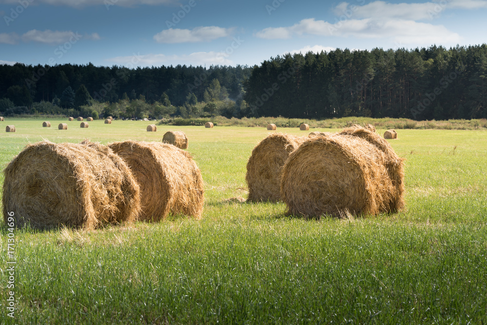 Hay bale. Agriculture field with sky. Rural nature in the farm land. Straw on the meadow. Wheat yellow golden harvest in summer. Countryside natural landscape. Grain crop, harvesting.