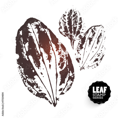 Vector design template. Ink splashes element. Plantainleaf print. Hand made Ink stamp of a leaf. Seasons changing. photo