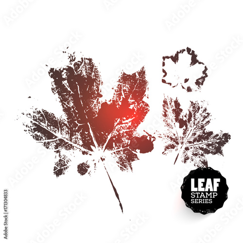 Vector design template. Ink splashes element from nature series. Maple Leaf print. Hand made Ink stamp of a leaf. Seasons changing. Three variants of print