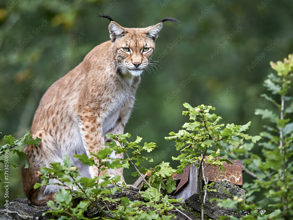 Fototapeta premium Europäischer Luchs Lynx