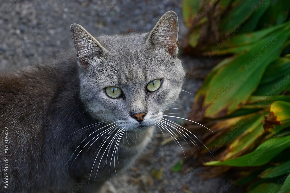 серый кот во дворе на дороге у зелёных листьев