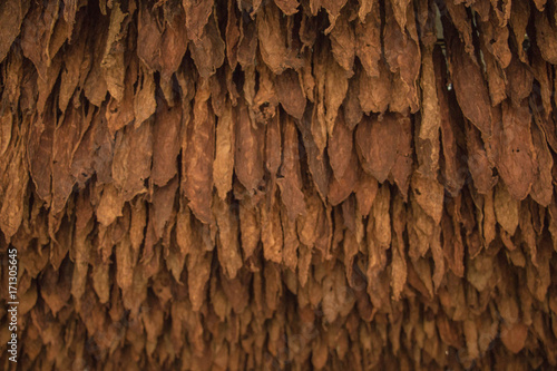 hojas de tabaco secas photo