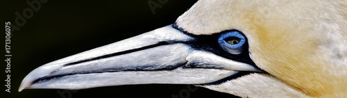 Foto Close up of a beautiful Gannet Seabird