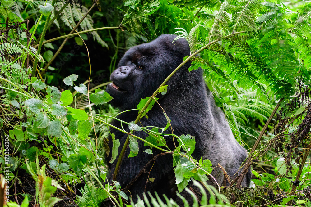 Obraz premium Silverback mountain gorilla in its environment