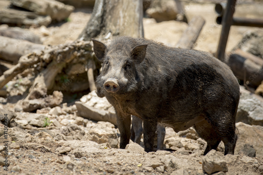 Image of boar on natural background. Wild Animals. Image of boar on natural background. Wild Animals.