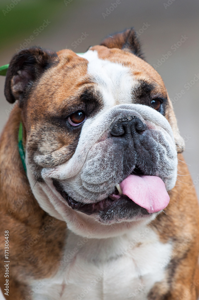 English Bulldog or British Bulldog close up