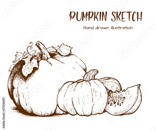 Pumpkin vector drawing set.