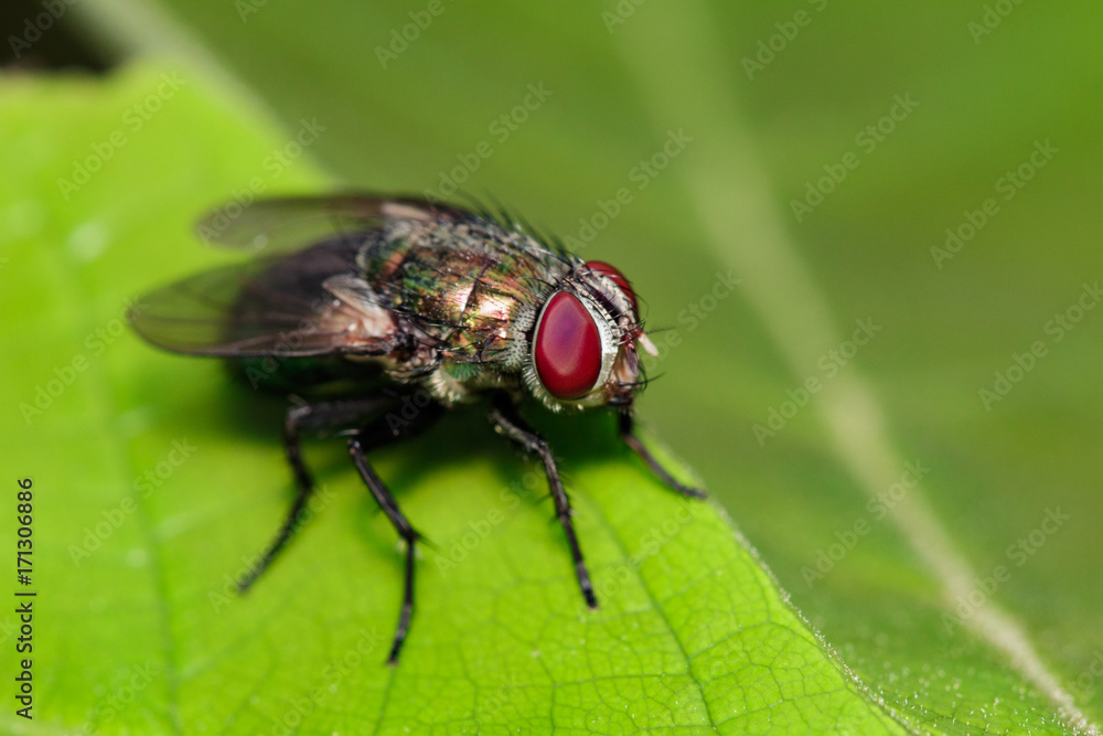 Image of a flies (Diptera) on green leaves. Insect Animal Image of a flies (Diptera) on green leaves. Insect Animal