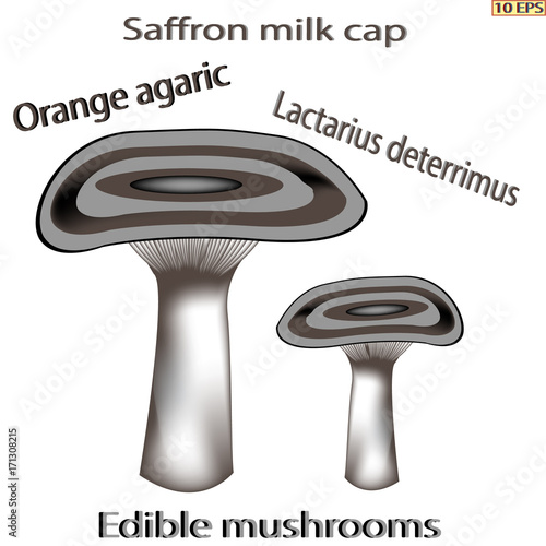 Mushrooms. Black icon. Edible fungus. Illustration to culinary sites or cook book. Recipe mushrooms, vegetarian menu, kitchen interior design. Vector illustration.