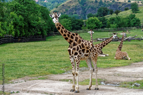 Photography Four young giraffes in the middle of the fence
