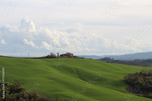 collina toscana grano verde