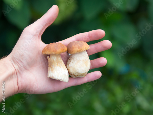 small white mushrooms in the hand on green background
