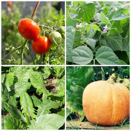 composition,légumes d'automne,jardinage photo