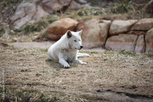 White wolf lying down in a grassy field.