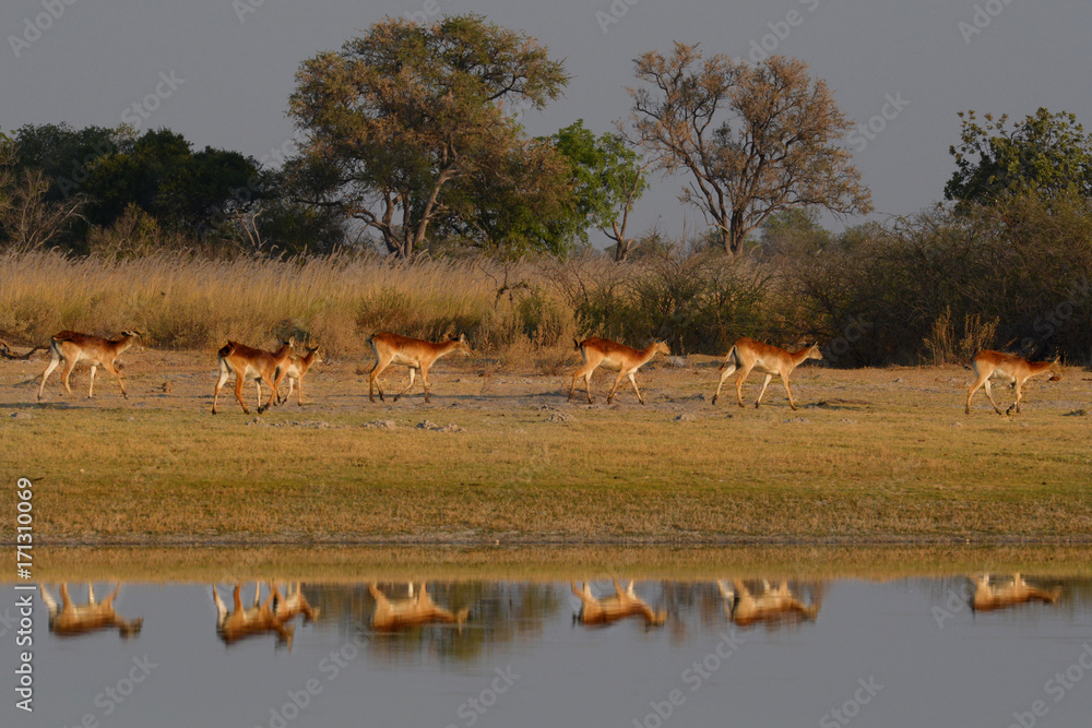Obraz premium Impala in Botswana