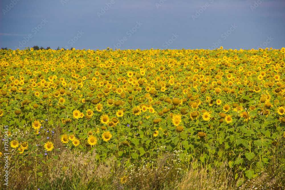 Fototapeta premium Field of sunflowers
