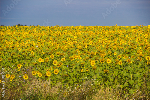 Fototapeta Naklejka Na Ścianę i Meble -  Field of sunflowers
