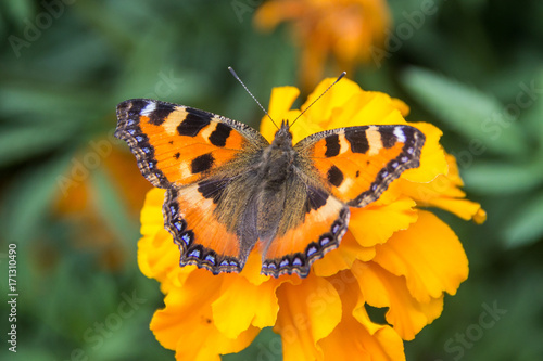 Orange butterfly on flower © Alex Zegrachov