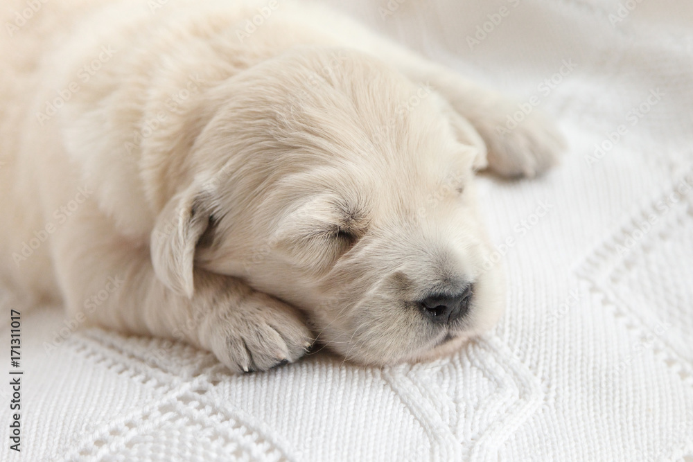 Very small puppy of a golden retriever sleeps on a white knitted plaid