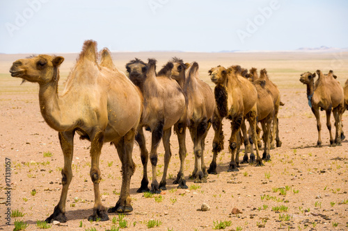 Fototapeta Naklejka Na Ścianę i Meble -  Single File Bactrian Two Hump Camels Gobi Desert