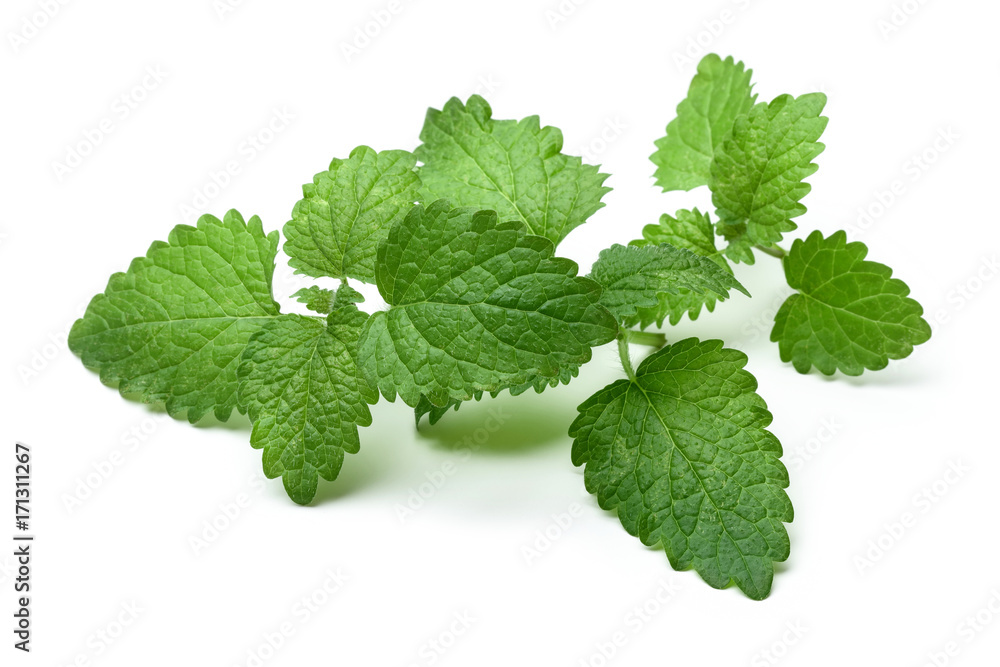Melissa, lemon balm Melissa, lemon balm