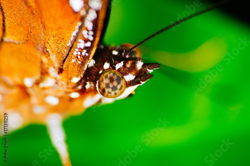 a macro shot of an orange beautiful tropical butterfly photo