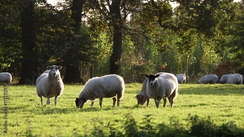 Flock of sheep or lambs grazing on grass in English countryside field, England, Great Britain during summer evening
